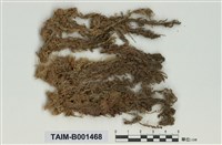 藏品(泥炭苔屬)的圖片